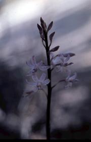 punctatum